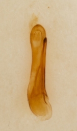 Foto af Philonthus parvicornis (Philonthus parvicornis) | Danmarks Billebank