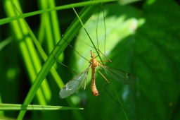 Foto af Tipula lunata (Tipula lunata) | Han