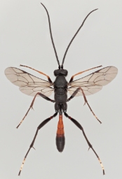 Foto af Trychosis tristator (Trychosis tristator) | Malcolm Storey