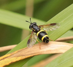 Foto af Tobåndet hvepsesvirreflue (Chrysotoxum bicinctum) | Hun
