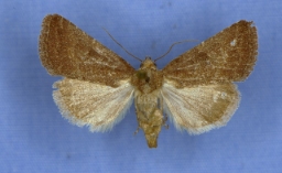 Foto af Afrikaugle (Condica capensis) | Han