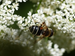 Foto af Sump-dyndflue (Eristalis obscura) | Hun