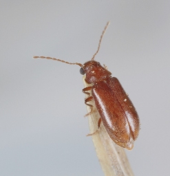 Foto af Ernobius abietinus (Ernobius abietinus) | Hun