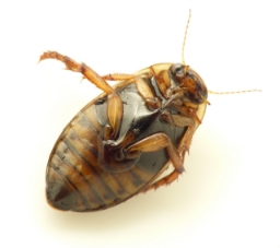 Foto af Rhantus frontalis (Rhantus frontalis) | Standardfoto