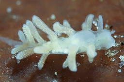 Foto af Embletonia pulchra (Embletonia pulchra) | Standardfoto