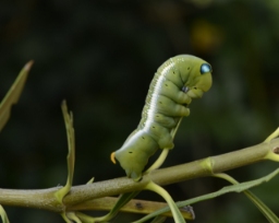 Foto af Oleandersværmer (Daphnis nerii) | Larve