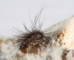 Foto af Trinodes hirtus (Trinodes hirtus) | Larve