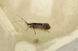 Foto af Limnephilus sparsus (Limnephilus sparsus)