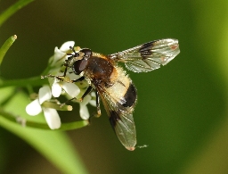 Foto af Hvidplettet svirreflue (Leucozona lucorum) | Hun