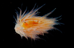 Foto af Cumanotus beaumonti (Cumanotus beaumonti) | Standardfoto