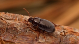 Foto af Nalassus laevioctostriatus (Nalassus laevioctostriatus) | Han