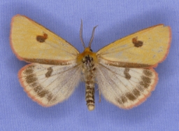 Foto af Rødfrynset bjørn (Diacrisia sannio) | Han