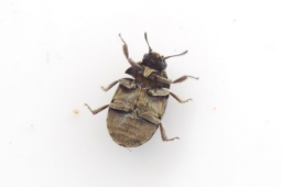 Foto af Morychus aeneus (Morychus aeneus) | Standardfoto