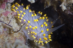 Foto af Eubranchus tricolor (Eubranchus tricolor) | Standardfoto