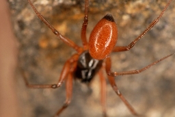 Foto af Sorthaleedderkop (Ostearius melanopygius) | Her ses den sorte bagkropstip tydeligt og som har givet artsnavnet