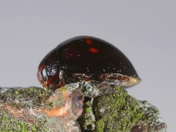Foto af Lyngmariehøne (Chilocorus bipustulatus) | Standardfoto