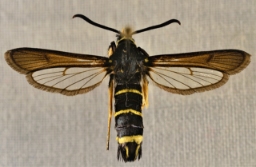 Foto af Sort glassværmer (Paranthrene tabaniformis) | Præparat