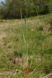 Foto af Knold-star (Carex nigra var. recta) | Standardfoto