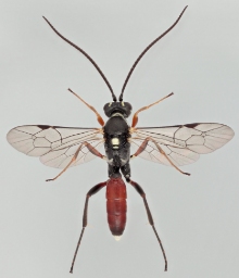 Foto af Baranisobas ridibundus (Baranisobas ridibundus) | Han
