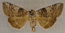 Foto af Bogstav-uglespinder (Tethea or) | Han