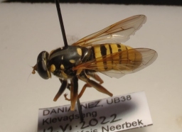 Foto af Halvmåne-vedsvirreflue (Temnostoma meridionale) | Han