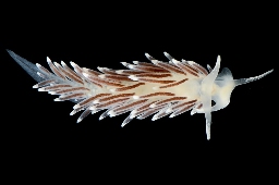 Foto af Fiocuthona concinna (Fiocuthona concinna) | Standardfoto