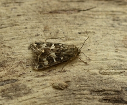 Foto af Markbynkeugle (Protoschinia scutosa) | Han