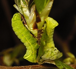 Foto af Hassel-pyramideugle (Amphipyra perflua) | Larve