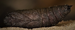 Foto af Aftenpåfugleøje (Smerinthus ocellata) | Puppe