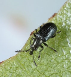 Foto af Temnocerus nanus (Temnocerus nanus) | Standardfoto