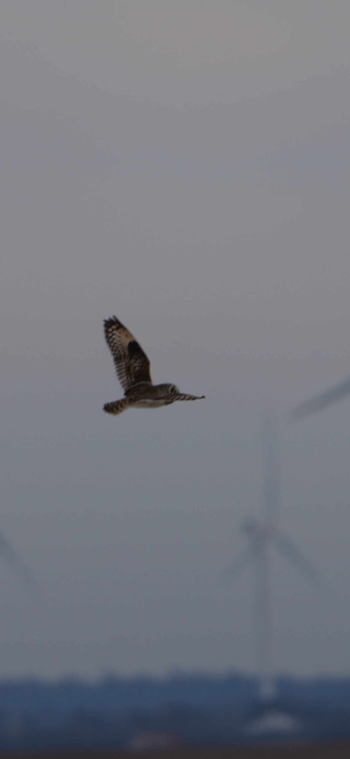 Short-eared Owl (Asio flammeus), photo 7