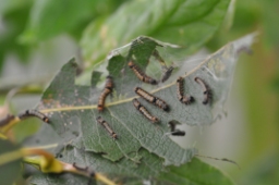 Foto af Streg-måneplet (Clostera anachoreta) | Larve