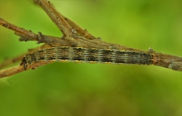 Foto af Mose-harlekin (Arichanna melanaria) | Larve
