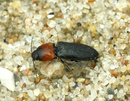 Foto af Rødbrystet hjertesmælder (Cardiophorus ruficollis) | Standardfoto