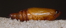 Foto af Bornholmsk perikonmåler (Aplocera plagiata) | Puppe