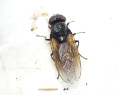 Foto af Gulvinget urtesvirreflue (Cheilosia impressa) | Hun