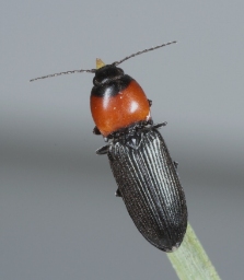 Foto af Rødbrystet hjertesmælder (Cardiophorus ruficollis) | Standardfoto