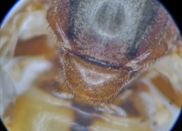 Foto af Nordisk træsaftsvirreflue (Brachyopa dorsata) | Detalje