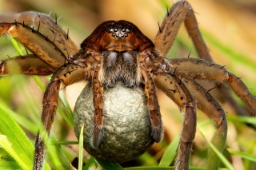 Foto af Dolomedes plantarius (Dolomedes plantarius) | Frederik Leck Fischer