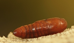 Foto af Caradrina kadenii (Caradrina kadenii) | Puppe
