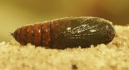 Foto af Grålig cyklameugle (Eucarta virgo) | Puppe