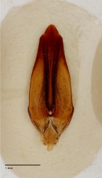 Foto af Almindelig ødebille (Byrrhus pilula) | Danmarks BilleBank - danbiller.dk