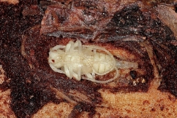 Foto af Tømmermand (Acanthocinus aedilis) | Puppe