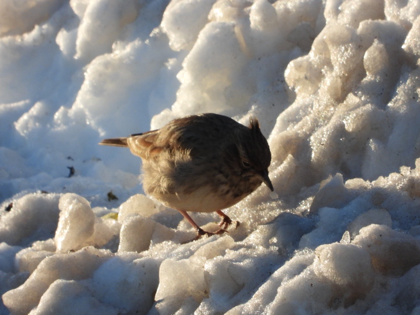 Crested Lark (Galerida cristata), photo 9