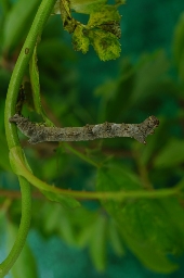 Foto af Fjer-måler (Phigalia pilosaria) | Larve