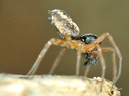 Foto af Simziella major (Simziella major) | Han, balooning