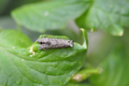 Foto af Streg-måneplet (Clostera anachoreta) | Han