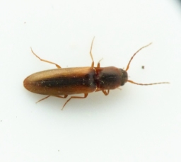 Foto af Smal kornsmælder (Dalopius marginatus) | Standardfoto