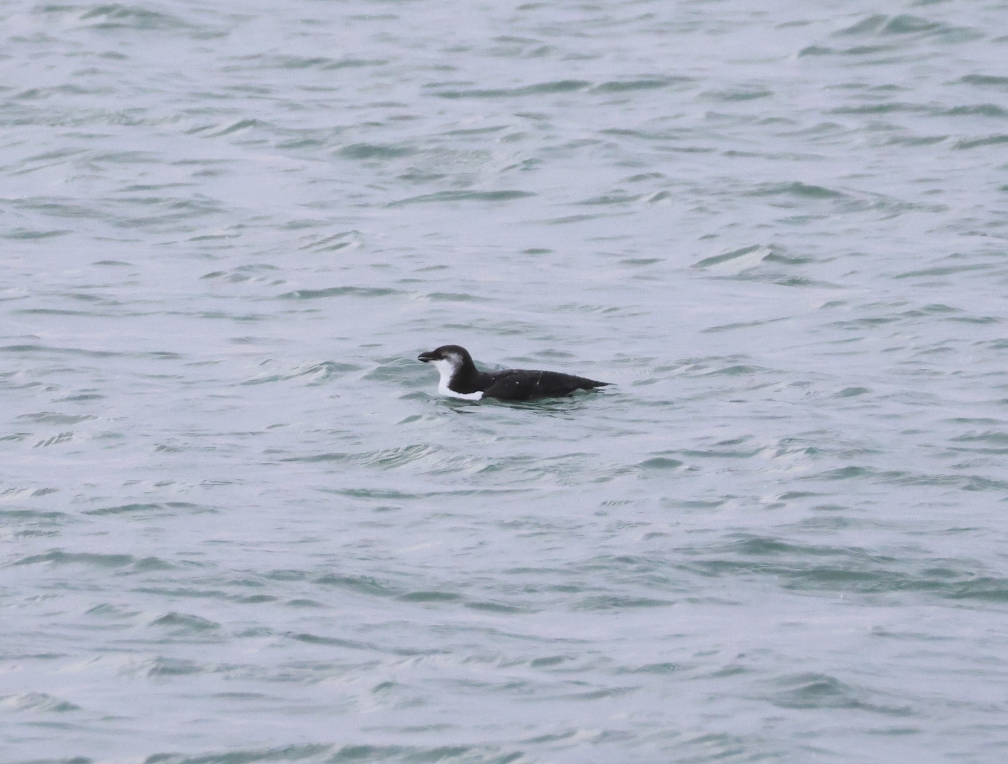 Razorbill (Alca torda), photo 2