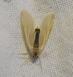 Foto af Vandmøl (Acentria ephemerella) | Standardfoto
